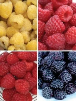 Alternative view of Raspberry, Favorite Collection