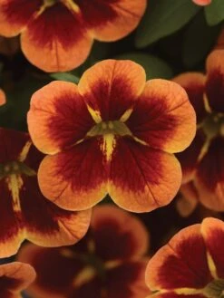 Alternative view of Calibrachoa, Bumble Bee Orange