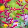 Salvia, Roman Red 1 Salvia, Roman Red -Plant Seed Store b43276649ce5c8a799a05ba2c6afb567e08d712debf04e0a5df420aa04a21b50