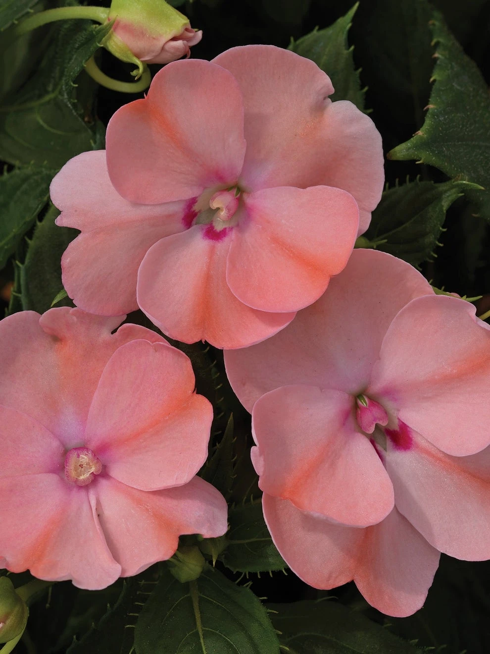 Impatiens, SunPatiens Blush Pink 3 Impatiens, SunPatiens Blush Pink