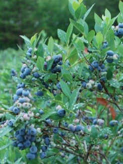 Blueberry, Blueray 7 Blueberry, Blueray -Plant Seed Store bc3b59d2afc74eb54091d6acfd5e771c23a00737efe48e6d24abc91aa545f198