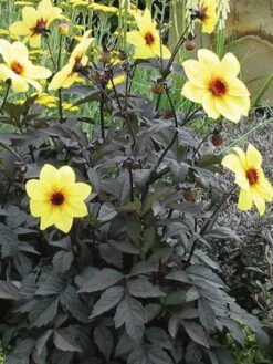 Alternative view of Dahlia, Mystic Illusion