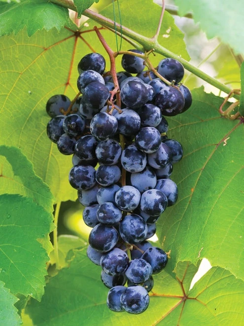 Grape, Concord 4 Grape, Concord - Image 2