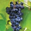 Grape, Concord 1 Grape, Concord -Plant Seed Store bdafe1ccedb9a11cfa5c139edb6e64589123399fbcf4686320ce8feeff7e92f0