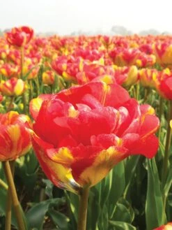 Alternative view of Tulip, Sundowner