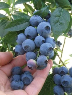 Blueberry, Blueray 8 Blueberry, Blueray -Plant Seed Store c21b61f08517949b7d90a9007b0af78ab74e9e0e7671ff81f7f89ad56f2a8469 1