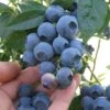 Blueberry, Blueray 2 Blueberry, Blueray -Plant Seed Store c21b61f08517949b7d90a9007b0af78ab74e9e0e7671ff81f7f89ad56f2a8469