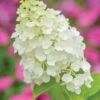 Hydrangea, Moonrock -Plant Seed Store c5f2561c08b10e20a02edb535cc49f0a8f554fe0dee59958301105d43f724120