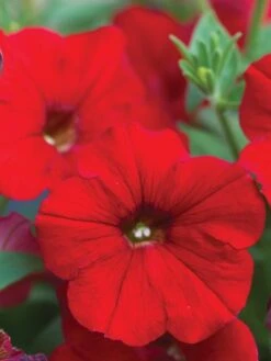 Alternative view of Petunia Easy Wave Red Hybrid