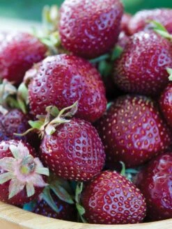 Strawberry, Purple Wonder®