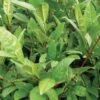 Tea, Camellia Sinensis 2 Tea, Camellia Sinensis -Plant Seed Store cd1a594fcaa7b20c246e91f872a4109e5138e435b256ab0d4aaba20705e1b426