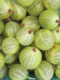 Alternative view of Gooseberry, Pixwell