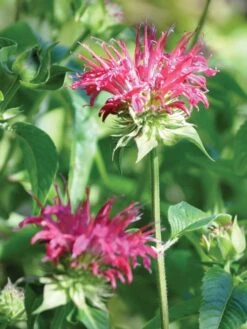Monarda, Coral Reef PPAF 9 Monarda, Coral Reef PPAF -Plant Seed Store d212dc467596331e6935da81dc0fdf21f8620fbaa6526952a283e613621cfdfa 1