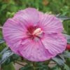 Hibiscus, Summerific® Berry Awesome -Plant Seed Store d41e3422c538d95f42b5be3bc5e187639ca1238f3d5307964ce5cdaef1ec7876