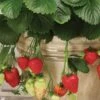 Strawberry, Montana 1 Strawberry, Montana -Plant Seed Store d5f701fca08598f4da8c4595e0c1df6b7a5aaa17f771a415297516dc90fa504b