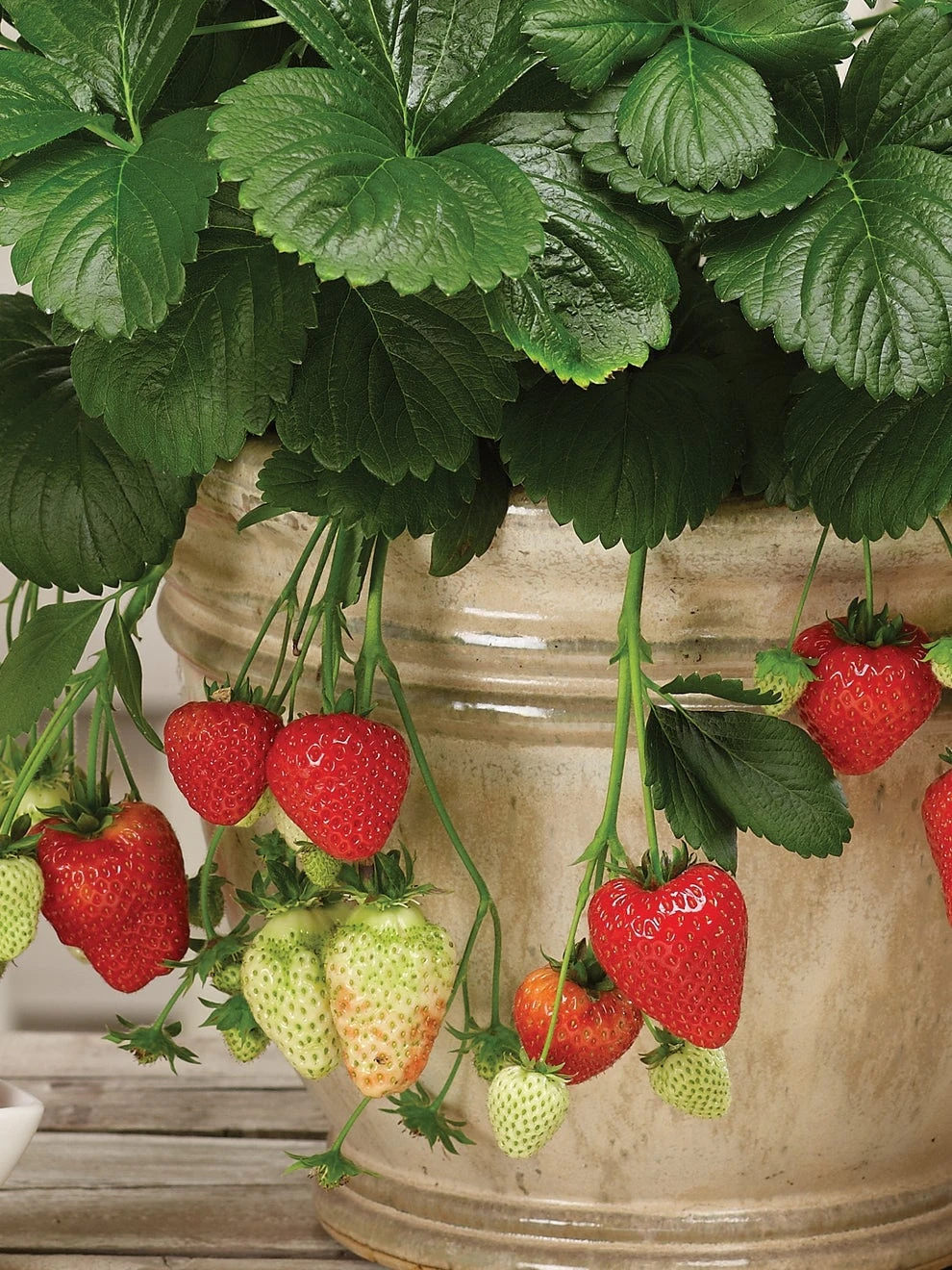 Strawberry, Montana 3 Strawberry, Montana