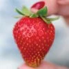 Strawberry, Sweet Kiss 1 Strawberry, Sweet Kiss -Plant Seed Store d9fb8a812b7d78270f7bdb23065c4e5bb5086d036019750cc39573348864c46e