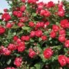 Rose, Oso Easy Double Red® 1 Rose, Oso Easy Double Red® -Plant Seed Store da16a8815d3d214efbc3284318b9968305661f10e479e2a1b0e4ffa9c31480e1
