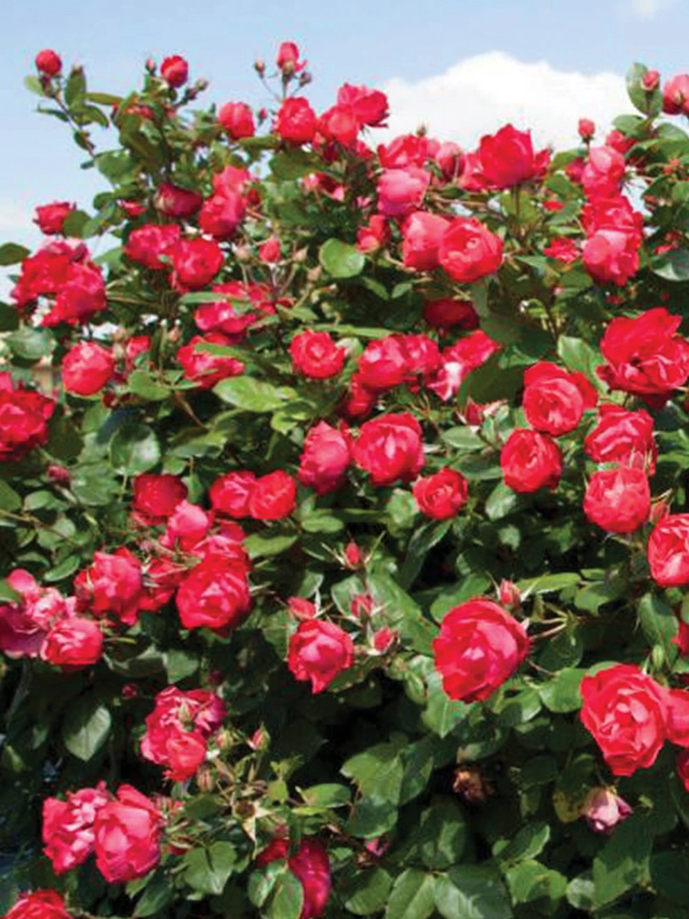 Rose, Oso Easy Double Red® 3 Rose, Oso Easy Double Red®