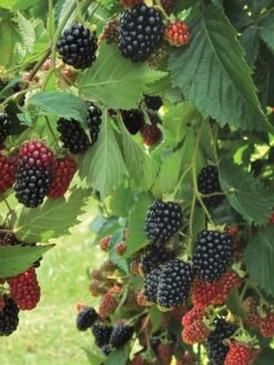 Alternative view of Blackberry, Prime-Ark Traveler