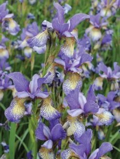 Iris, Peacock Butterfly Pennywhistle -Plant Seed Store de928b075d3464ca698d0d8d175b203b71d0fed9b4b440f11f96257cc5902629 1