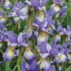 Iris, Peacock Butterfly Pennywhistle 1 Iris, Peacock Butterfly Pennywhistle -Plant Seed Store de928b075d3464ca698d0d8d175b203b71d0fed9b4b440f11f96257cc5902629