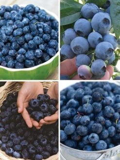 Blueberry, Favorite Collection 5 Blueberry, Favorite Collection -Plant Seed Store df86376f6545b08cd41ae2f315b101ecc680c99a30fc3a06378b20c1a944730a 1