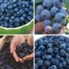 Blueberry, Favorite Collection 2 Blueberry, Favorite Collection -Plant Seed Store df86376f6545b08cd41ae2f315b101ecc680c99a30fc3a06378b20c1a944730a