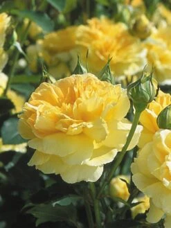 English Rose, Molineux 8 English Rose, Molineux -Plant Seed Store e51b1f502f701205863fb8b0ea264740ceb1ca29d4340624ef78c7fc53063900 1