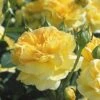 English Rose, Molineux 1 English Rose, Molineux -Plant Seed Store e51b1f502f701205863fb8b0ea264740ceb1ca29d4340624ef78c7fc53063900