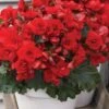 Begonia, Vermillion Red 2 Begonia, Vermillion Red -Plant Seed Store e67a5b54d8bbc5572208d710379bd0f6b79e725ba3b5e67f0153023040fbc87d