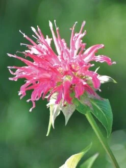 Monarda, Coral Reef PPAF 8 Monarda, Coral Reef PPAF -Plant Seed Store ebfcb6130bc84362bc5e1d447bab0aab15658ed2fc3c4befd1c6a614c90b18a2 1