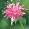 Monarda, Coral Reef PPAF -Plant Seed Store ebfcb6130bc84362bc5e1d447bab0aab15658ed2fc3c4befd1c6a614c90b18a2