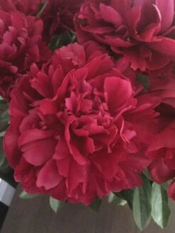 Alternative view of Peony, Lady In Red