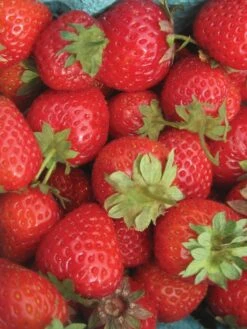 Alternative view of Strawberry, Sweet Charlie