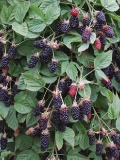 Alternative view of Blackberry, Hall’s Beauty