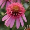 Echinacea, Double Scoop Bubble Gum 1 Echinacea, Double Scoop Bubble Gum -Plant Seed Store f0f92984f88d081eb6df95d0cbe08b87051a239892b61bdab86f09057d477e84