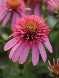 Echinacea, Double Scoop Bubble Gum