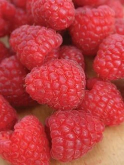Raspberry, Crimson Giant PPAF