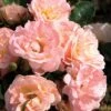 Rose, Peach Drift 2 Rose, Peach Drift -Plant Seed Store f4295e6f5376538375678e3c71b890781c97430a254c5f99b5543bbd39f34b46