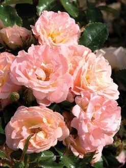 Rose, Peach Drift