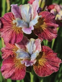 Alternative view of Iris, Peacock Butterfly Painted Woman