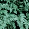 Fern, Japanese Painted 1 Fern, Japanese Painted -Plant Seed Store fd5235607ddb88ec430486861412b93fc4baed537781fced027c7b47c8b21b34