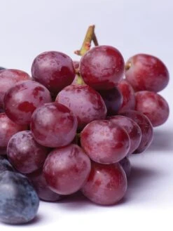 Grape, Reliance Seedless -Plant Seed Store prod000521 alt1