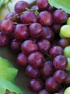 Grape, Reliance Seedless -Plant Seed Store prod000521 main 1