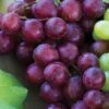 Grape, Reliance Seedless 2 Grape, Reliance Seedless -Plant Seed Store prod000521 main