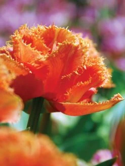 Tulip, Sensual Touch