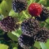 Raspberry, Bristol -Plant Seed Store prod001559 main