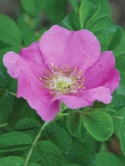 Alternative view of Rosa Rugosa, Rubra