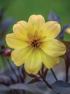 Dahlia, Mystic Illusion